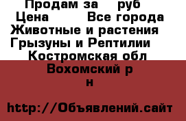 Продам за 50 руб. › Цена ­ 50 - Все города Животные и растения » Грызуны и Рептилии   . Костромская обл.,Вохомский р-н